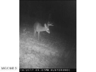230deer