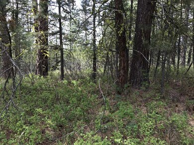 Big Trees