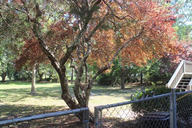 Back yard