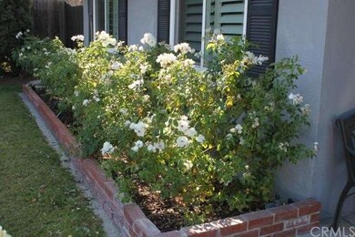 Beautiful White Carpet Roses Line the Front Entry 
