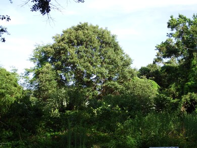 Nice Tree