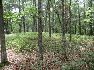 Lot 55