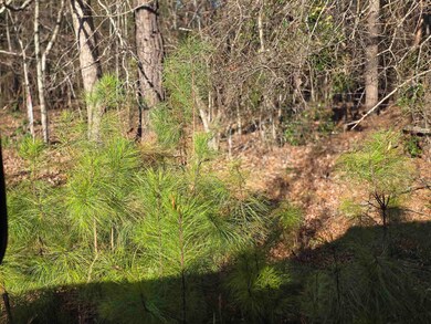 Tract 4 Green River Rd, Gaffney, SC 29341 - photo 7