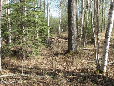 Tract A woods
