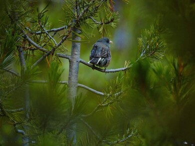 Lot 3 Summit View Dr, Big Sky, MT 59716 - photo 6