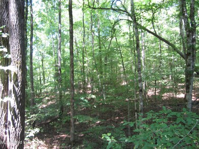 0 Mitchell Duke Rd, Pontotoc, MS 38863 - photo 7