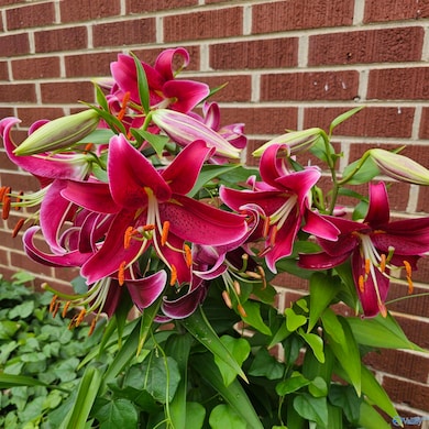 1606 Chenault Dr SE, Decatur, AL 35601 - photo 4