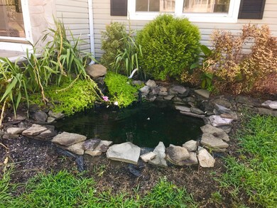 tranquil pond
