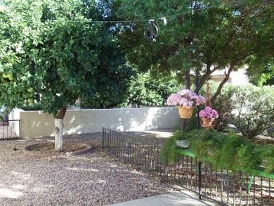 Beautiful back yard