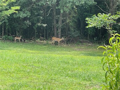 Deer in back yard