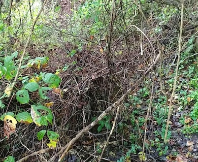 0 Onzie Stewart Rd, Arjay, KY 40902 - photo 5