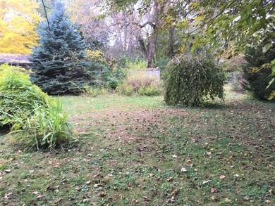 backyard 1