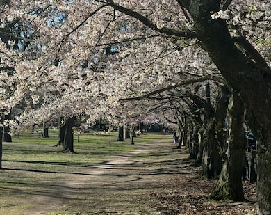 Wooster Square Park during the Historic Cherry Blossom Festival.