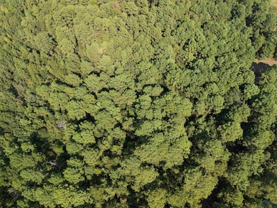 Aerial view of property's location featuring a forest