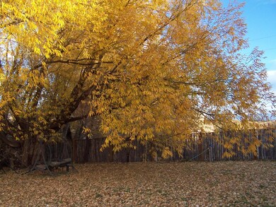 Fall Willow