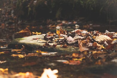 1047 Nelson Harrison Rd, Evensville, TN 37332 - photo 6