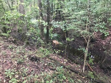 0 Harley Davidson Ln unit 315293, Crawfordville, FL 32327 - photo 7