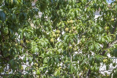 Fruit Trees