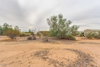 Smoketree-05