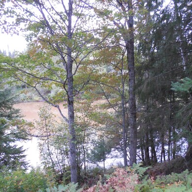 View of PIne River