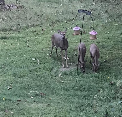 deer