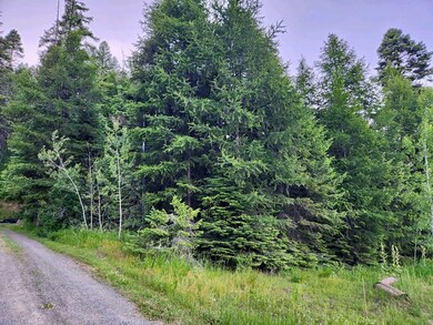 Variety of Timber Pines & Aspens