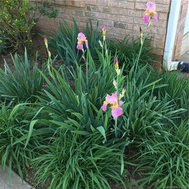 Gorgeous Day Lilies