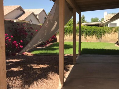 Backyard 3
