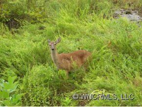fawn in Avery Park