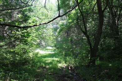 A PATH INTO THE WOODS WHERE THE DEER AND TURKEY BED DOWN DURING THE NIGHTS