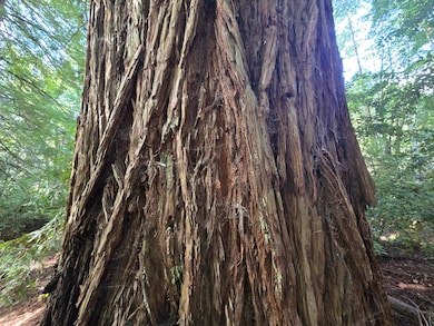 1777 Sprowl Creek Rd, Garberville, CA 95542 - photo 3