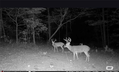 / Mickels Switch Rd, Danville, AR 72833 - photo 6