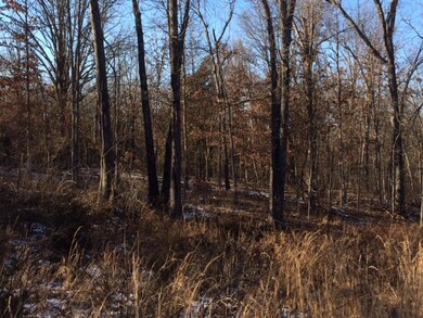 Woods 2