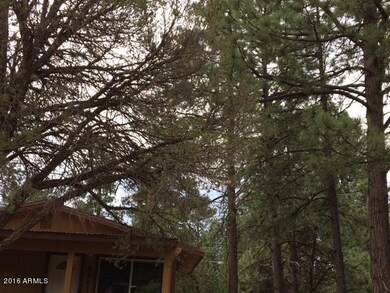 Grey Squirrel beautiful ponderosoa pines