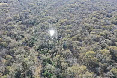 Towering trees are throughout this untouched land