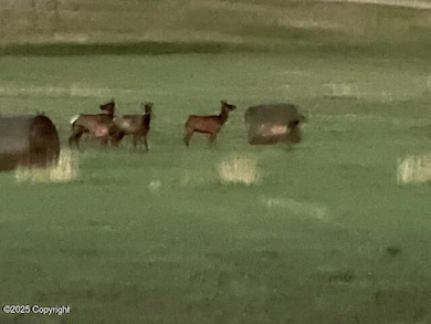 Elk in Hay Field