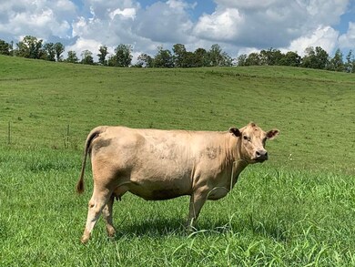 2794 Highway 1058, Jamestown, KY 42629 - photo 3