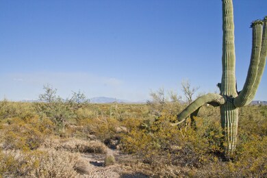 Majestic Saguaro