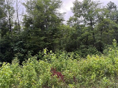 View of tree filled area