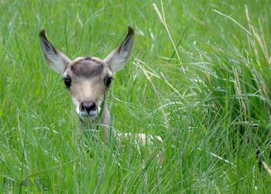 Baby antelope