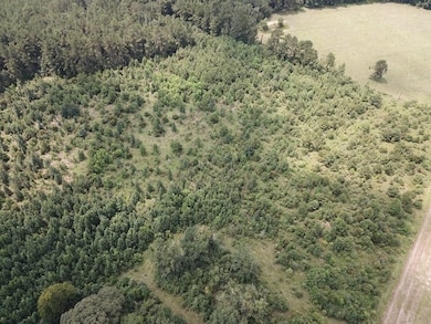 2800 County Road 441, Magnolia Springs, TX 75956 - photo 4