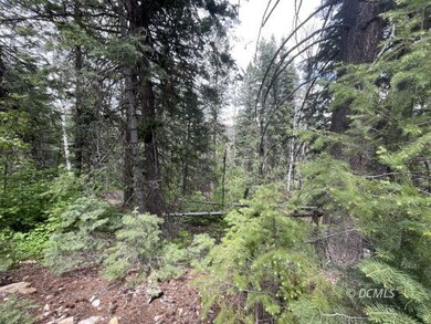 Forested setting