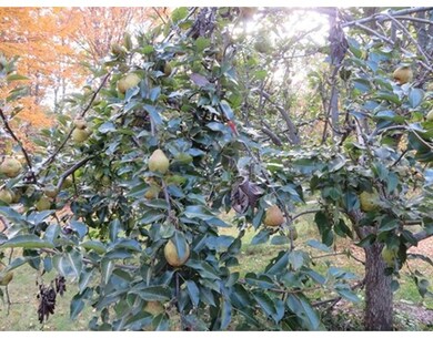 109 West St, Wendell, MA 01379 - photo 5