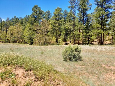 Pine Trees