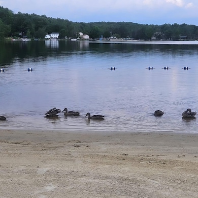 DUCKS ON THE LAKE
