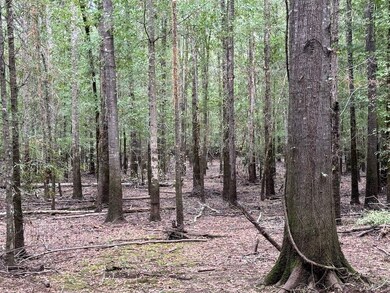 0 Parish Road 660 Lot unit WP001, Winnfield, LA 71483 - photo 7