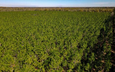 TBD 77th Rd, O'Brien, FL 32071 - photo 4