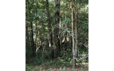 Live Oaks