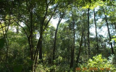 TDB 274th St, Branford, FL 32008 - photo 3