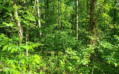 Additional View